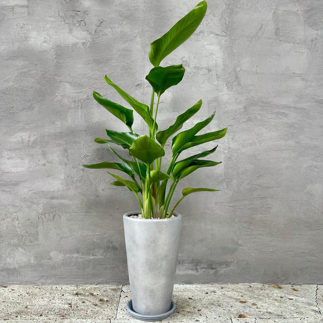 ストレリチア　オーガスタ　3株　陶器鉢　植え込み発送