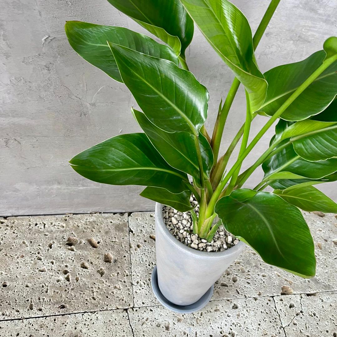 ストレリチア　オーガスタ　3株　陶器鉢　植え込み発送