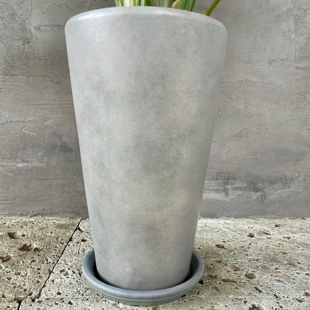 ストレリチア　オーガスタ　3株　陶器鉢　植え込み発送