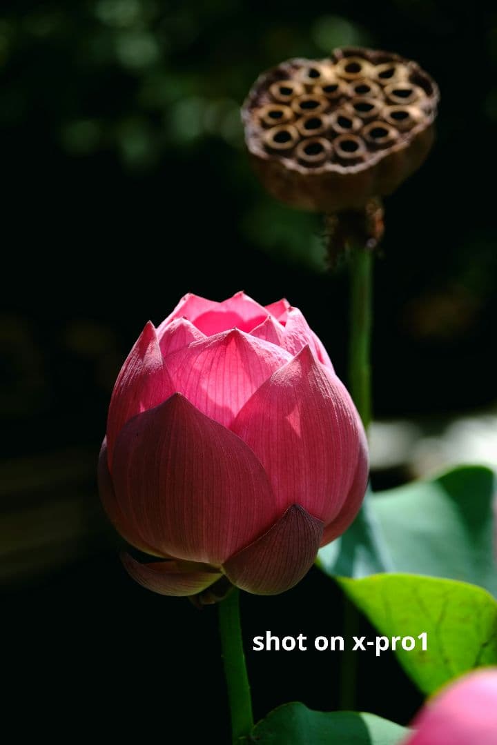 Fujifilm X-Pro1 本体ミラーレスカメラ