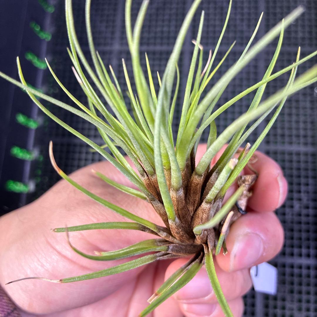 Stigmatodon plurifolius ブロメリア