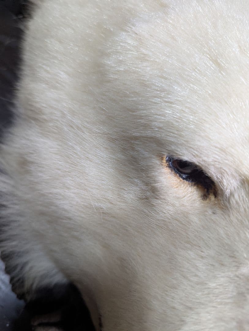 しろくま　剥製