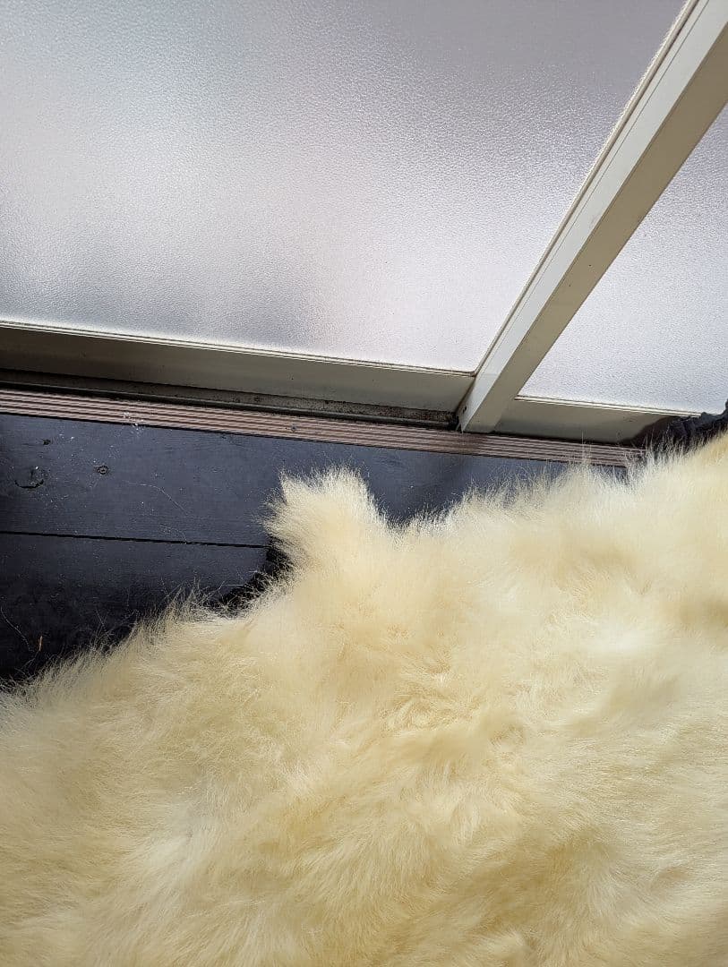 しろくま　剥製