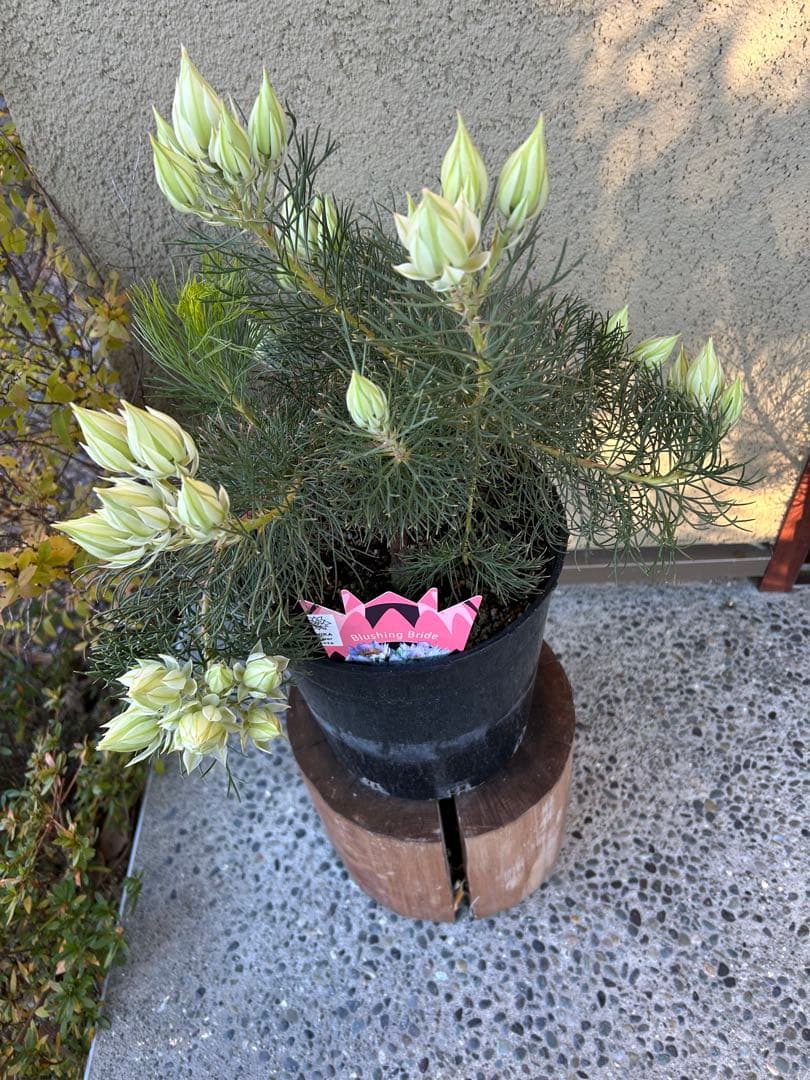 セルリアブラッシングブライド7号①