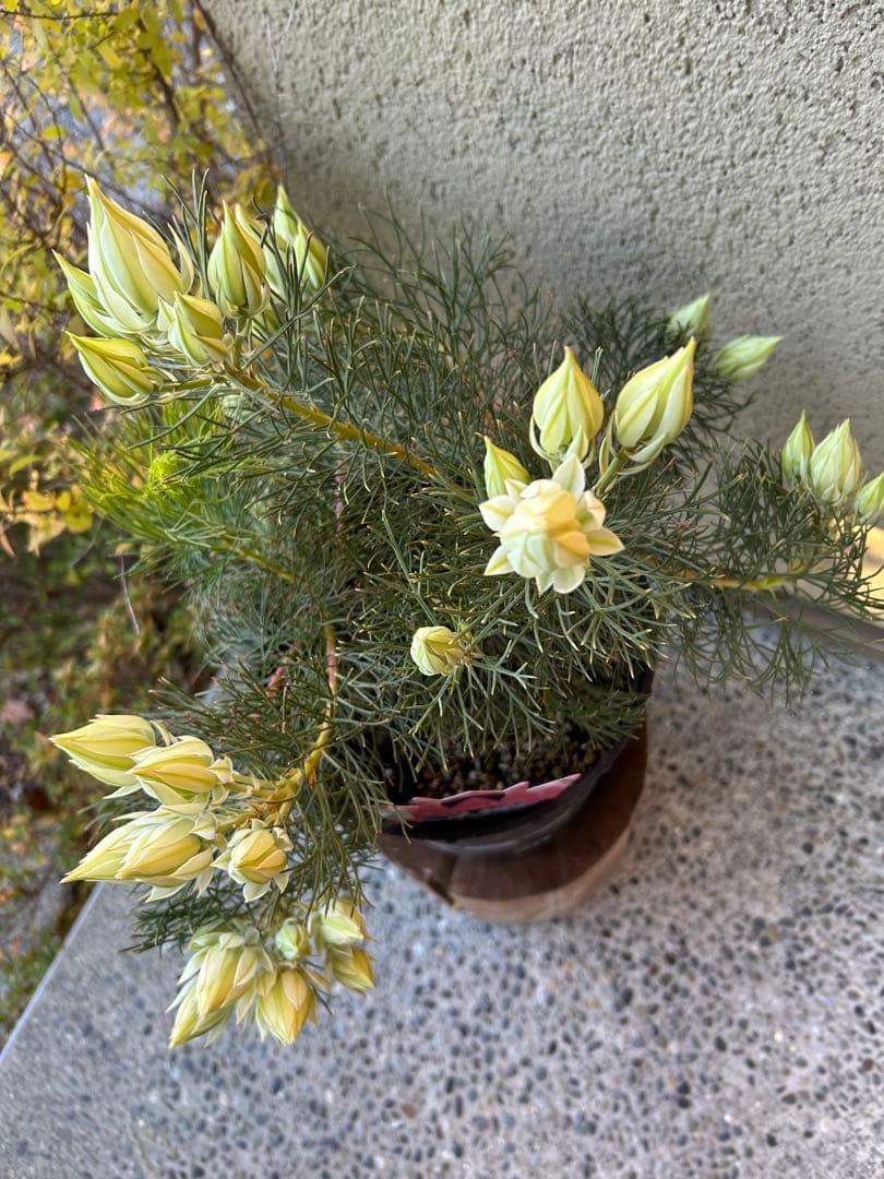 セルリアブラッシングブライド7号①