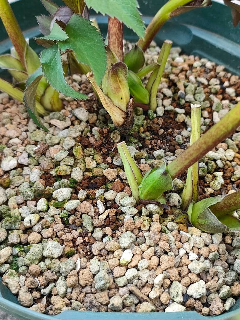 クリスマスローズ開花株