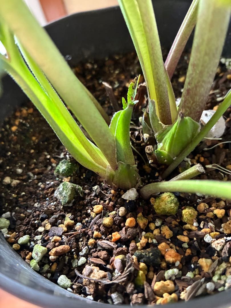 SALE‼︎ 大幅値下げ　広瀬園芸さん　小輪多弁充実株