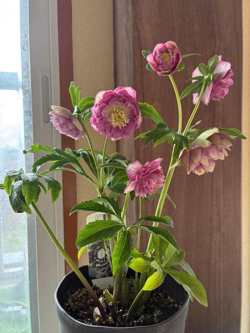 SALE‼︎ 大幅値下げ　広瀬園芸さん　小輪多弁充実株