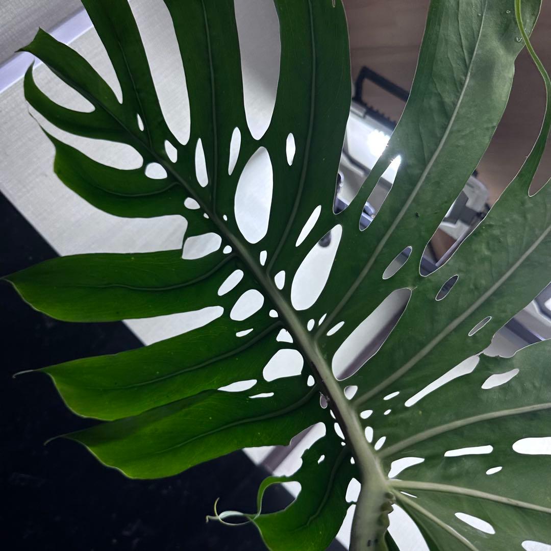 森のお花出品です モンステラデリシオーサマクロコズム