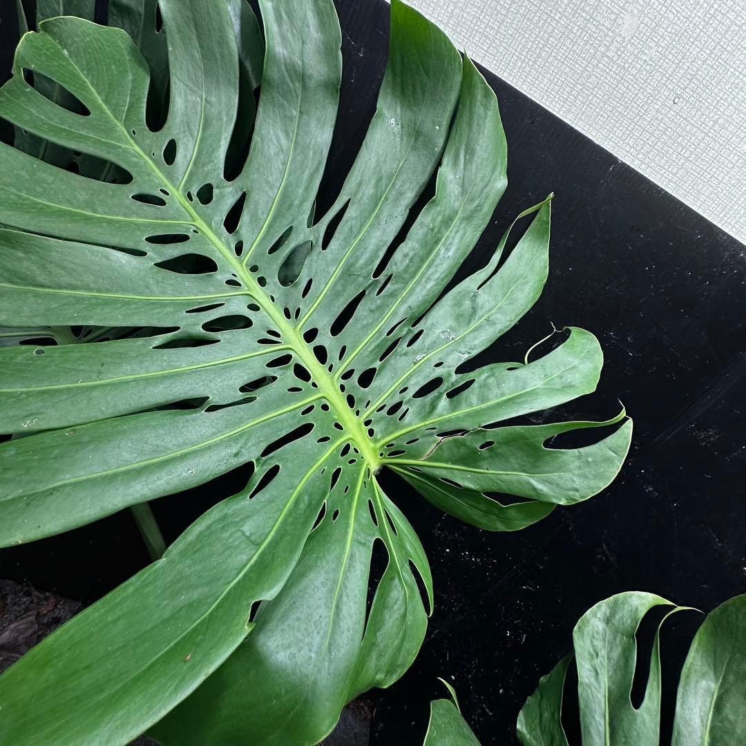 森のお花出品です モンステラデリシオーサマクロコズム