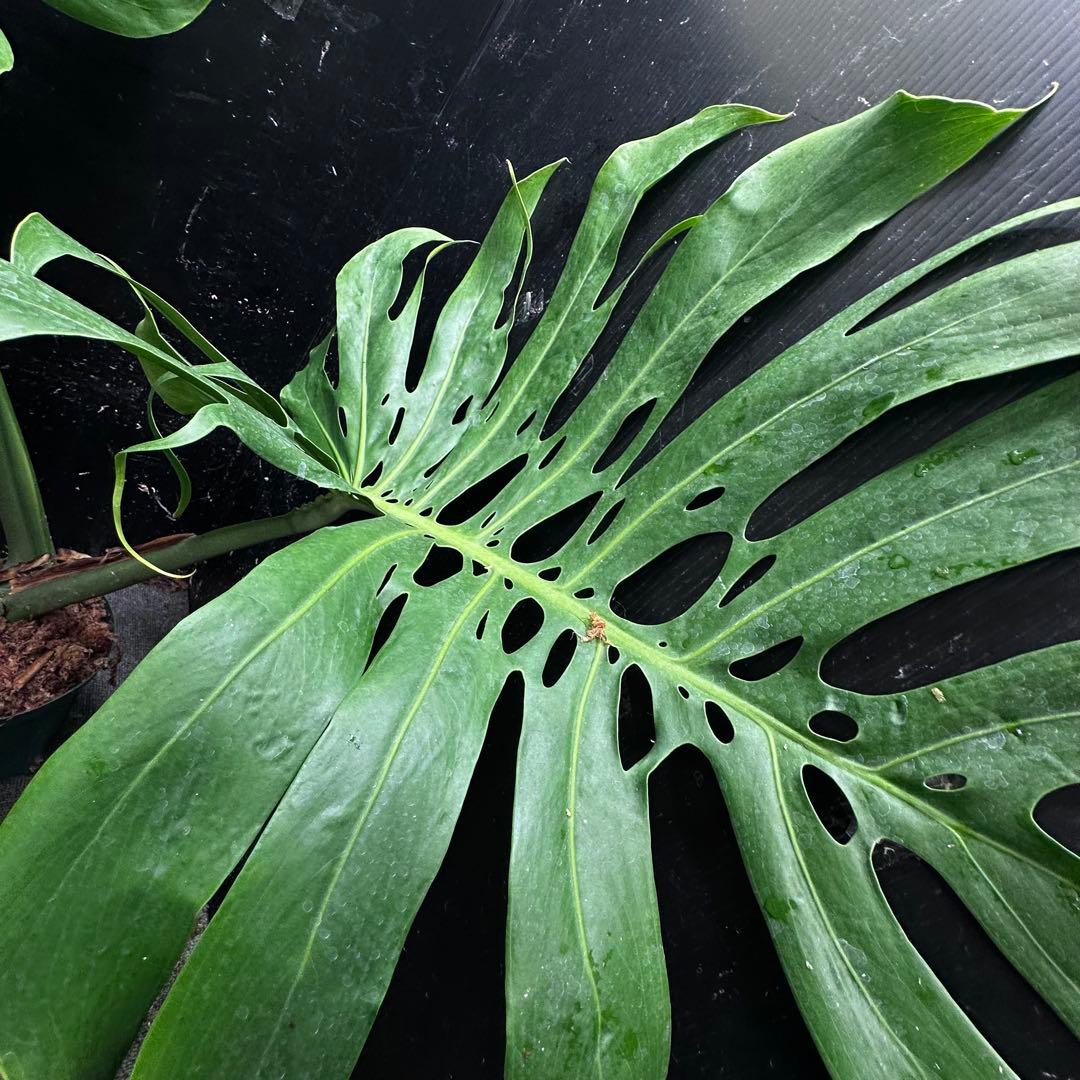 森のお花出品です モンステラデリシオーサマクロコズム