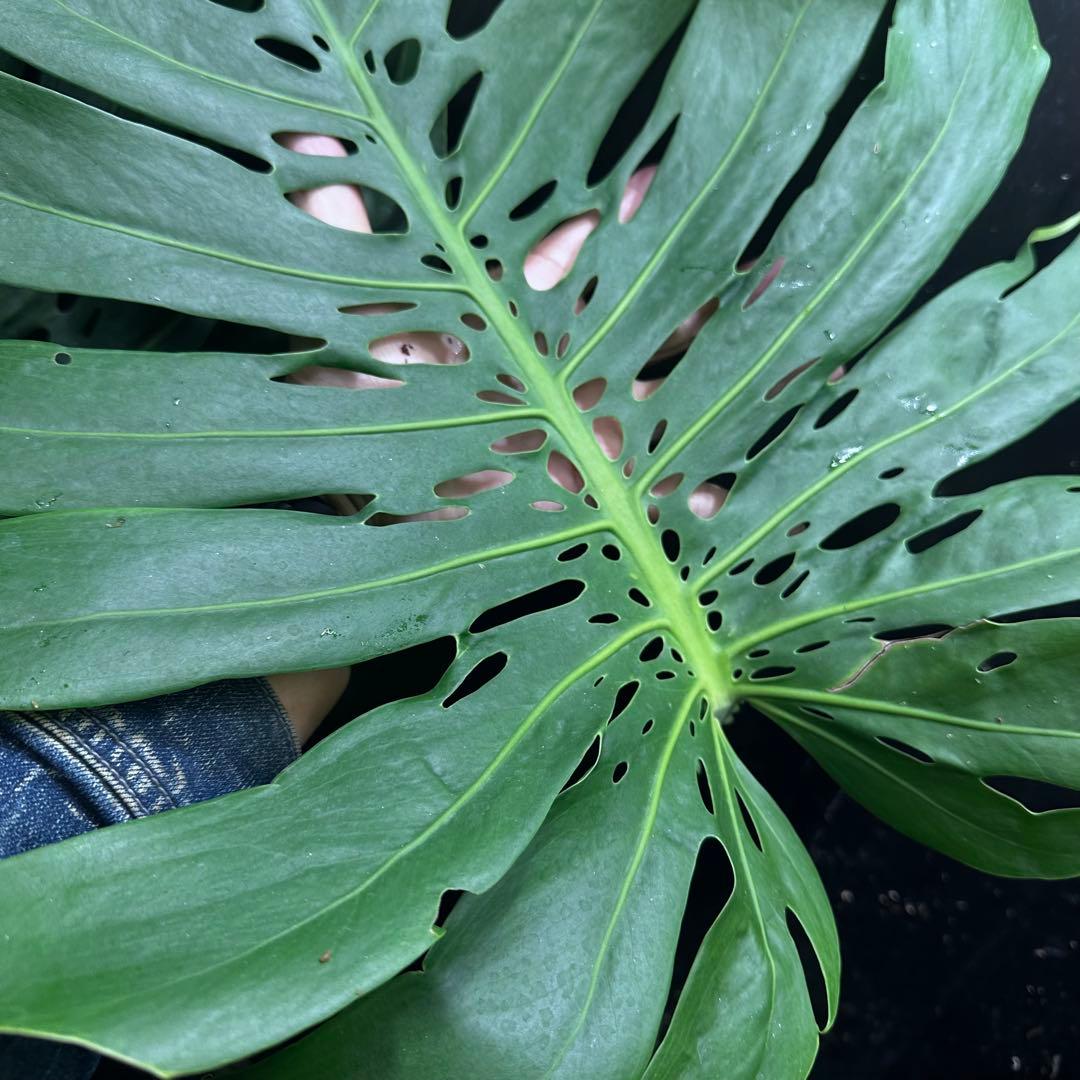 森のお花出品です モンステラデリシオーサマクロコズム