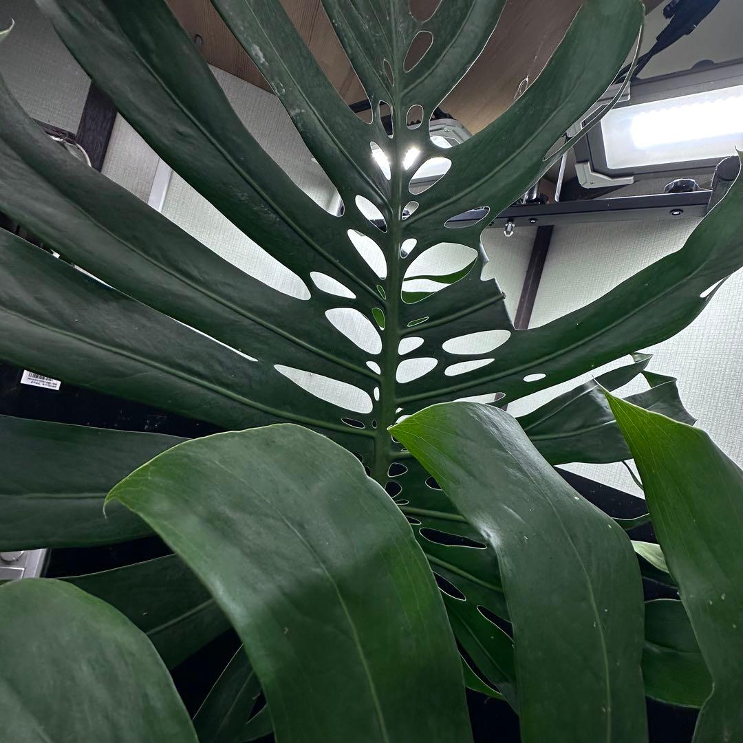 森のお花出品です モンステラデリシオーサマクロコズム