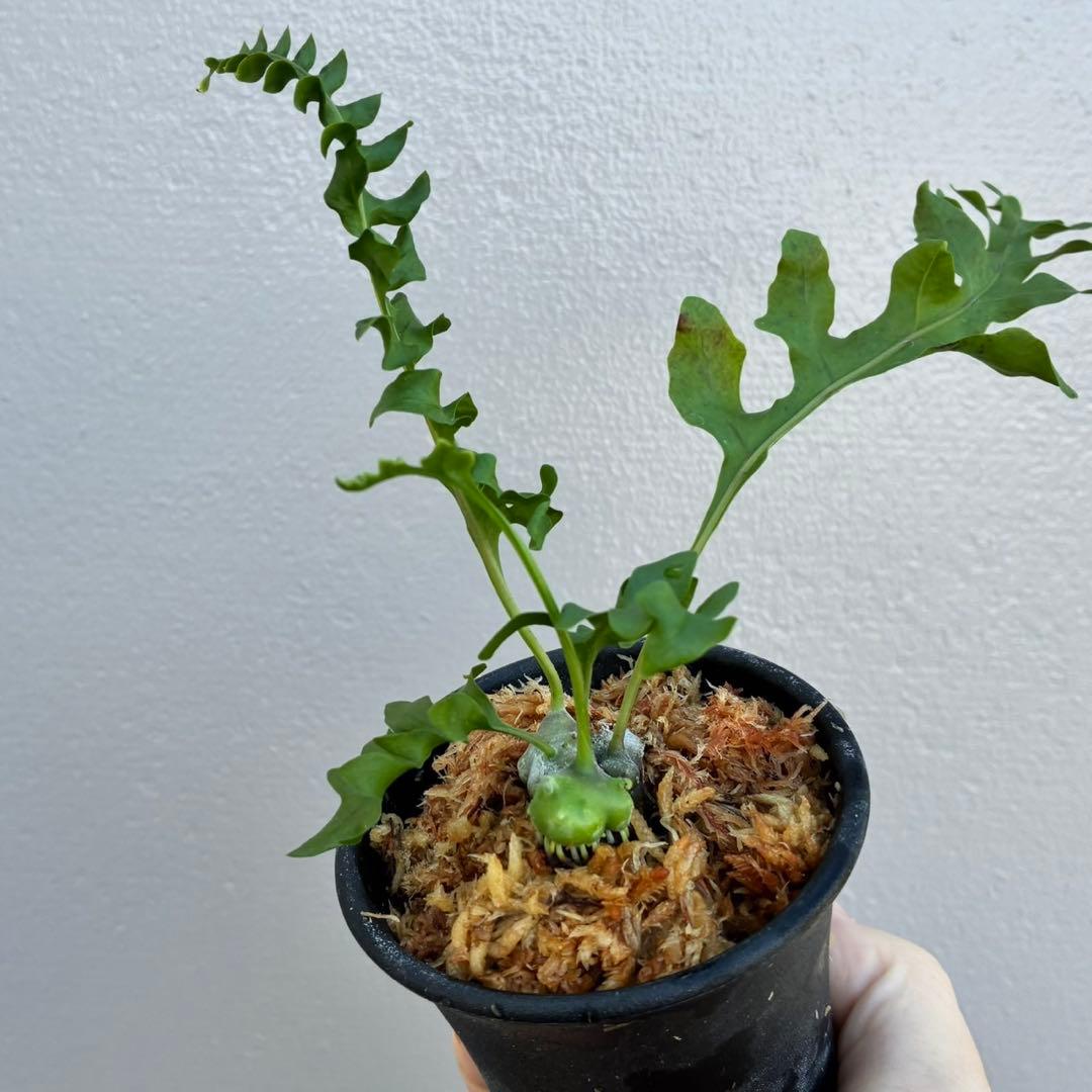 レカノプテリス　ルゾネンシスとイエローチップ