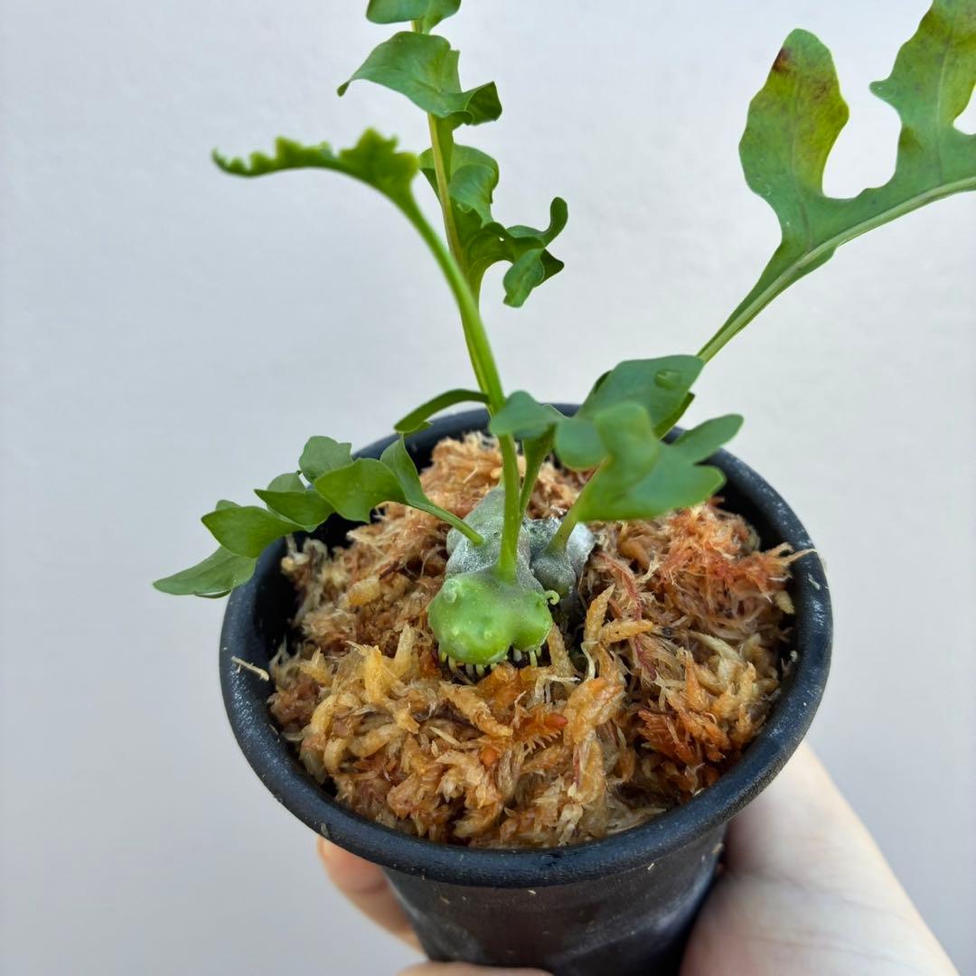 レカノプテリス　ルゾネンシスとイエローチップ