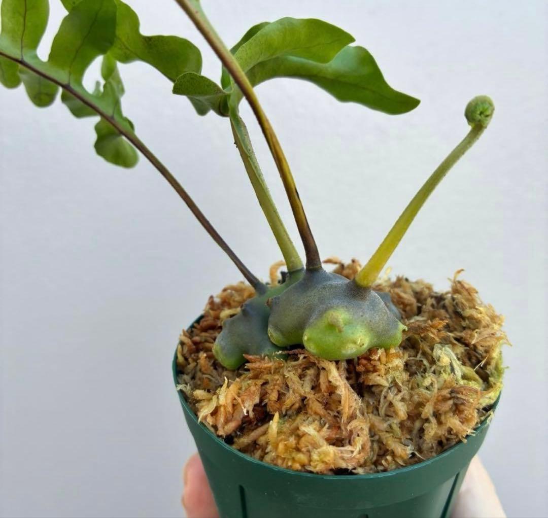 レカノプテリス　ルゾネンシスとイエローチップ