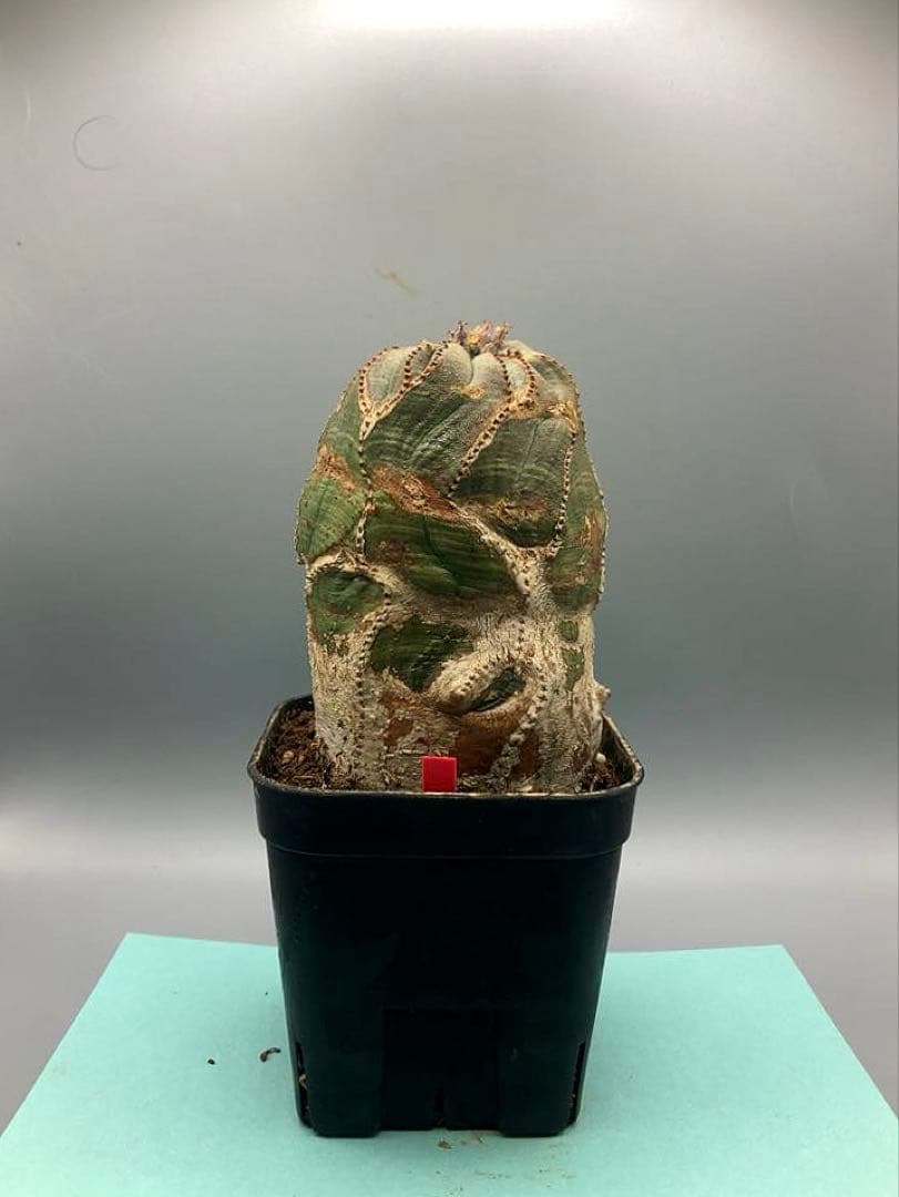 《3号R》ユーフォルビア　オールド　オベサ　雌株