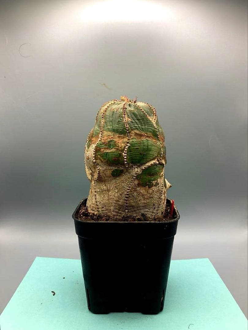 《3号R》ユーフォルビア　オールド　オベサ　雌株