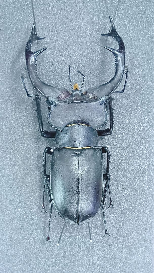 ※大型　ユダイクス♂野外標本