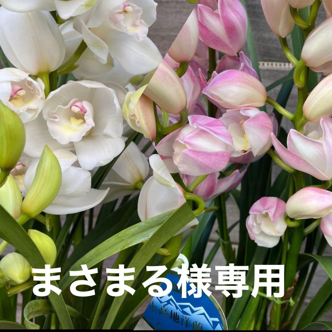 まさまる　シンビジューム　シンビジウム　ザツーバージンズ　エレガントレディ