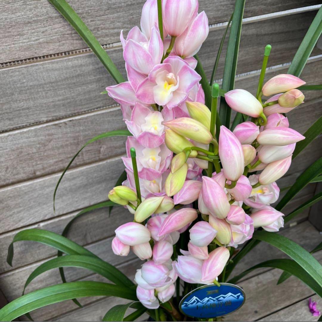 まさまる　シンビジューム　シンビジウム　ザツーバージンズ　エレガントレディ