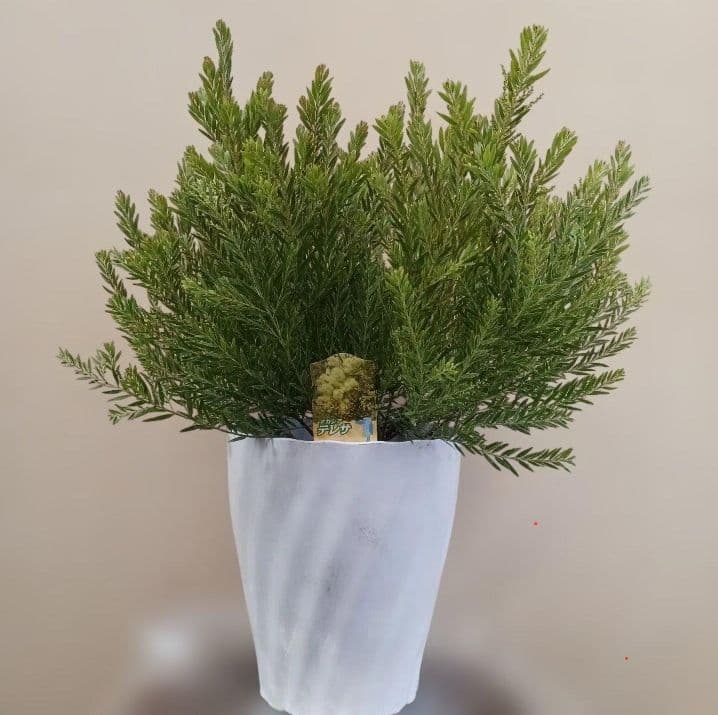 匿名送料込！　アカシアテレサ 7号鉢　小さな蕾つき