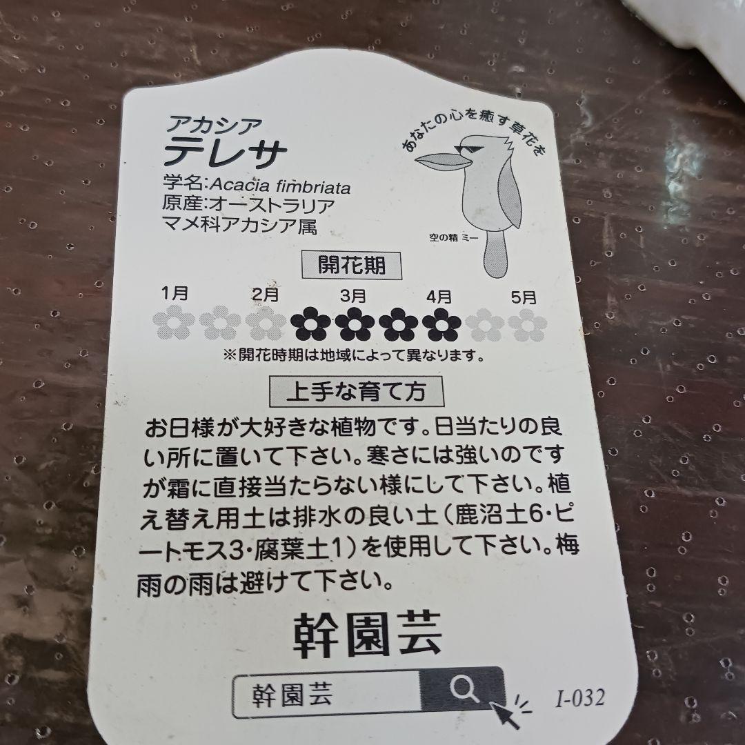 匿名送料込！　アカシアテレサ 7号鉢　小さな蕾つき