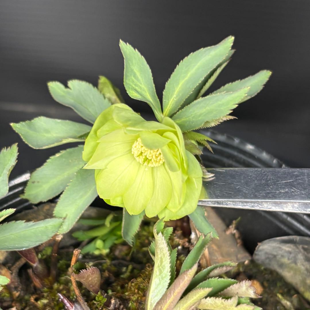 クリスマスローズ 原種 限りなくデュメダブルに近い株