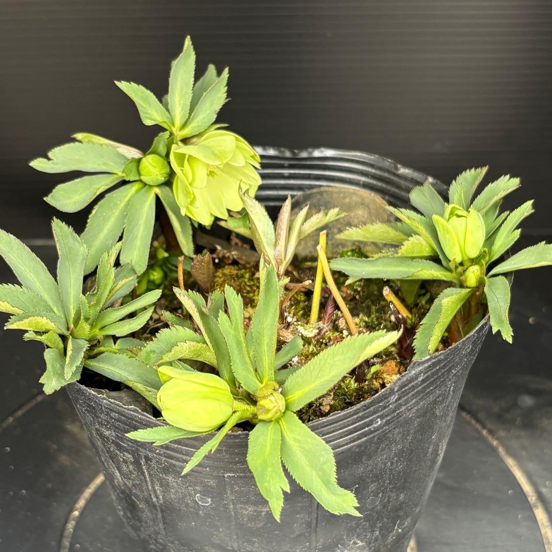 クリスマスローズ 原種 限りなくデュメダブルに近い株