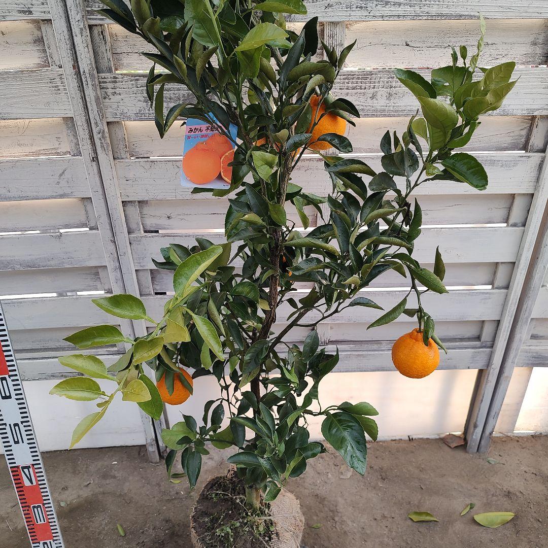 ③不知火 3年生 実つき 苗木