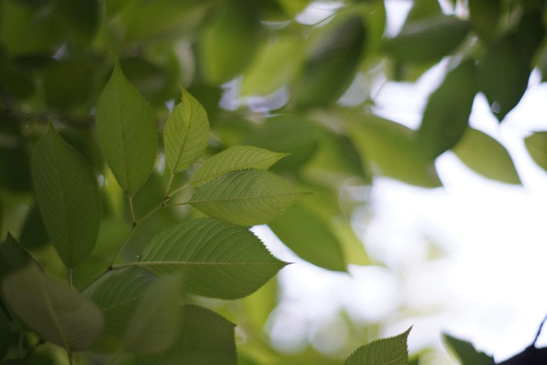 LEICA SUMMILUX-R 80mm F1.4 ２カム