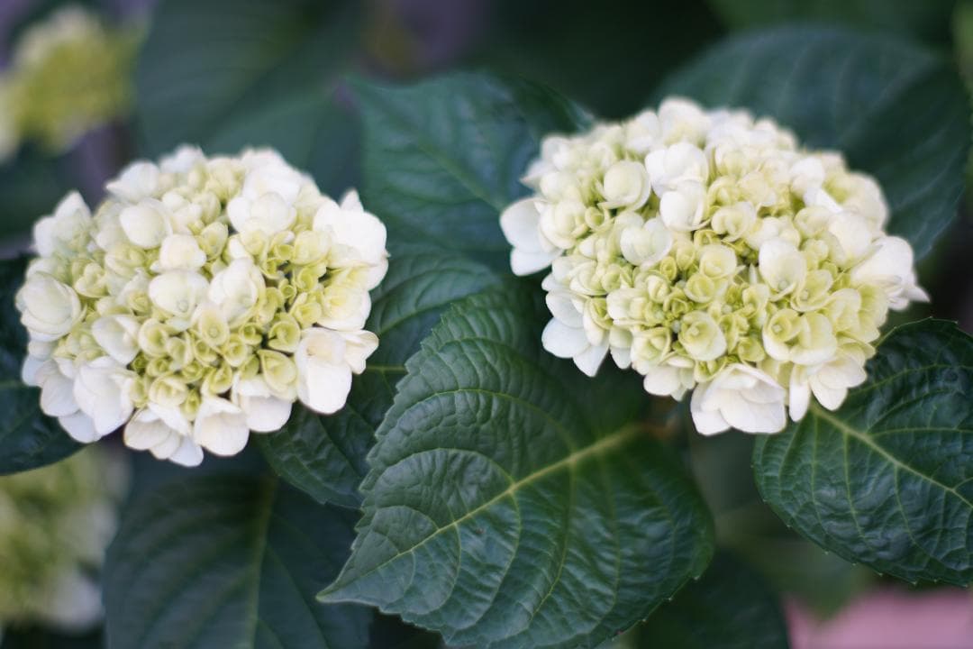 LEICA SUMMILUX-R 80mm F1.4 ２カム