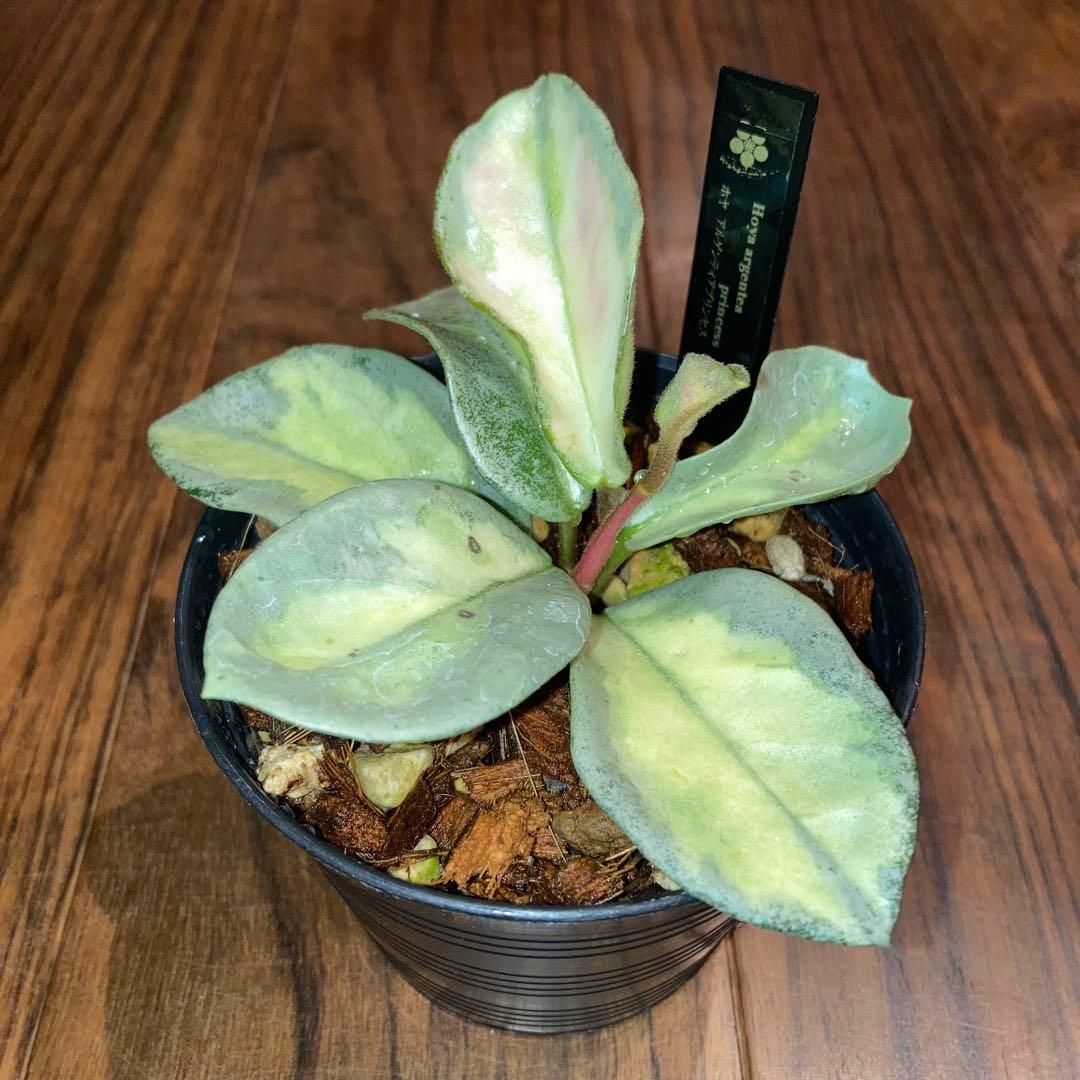 みのむし❣様 ホヤ リクエスト 2点 まとめ商品