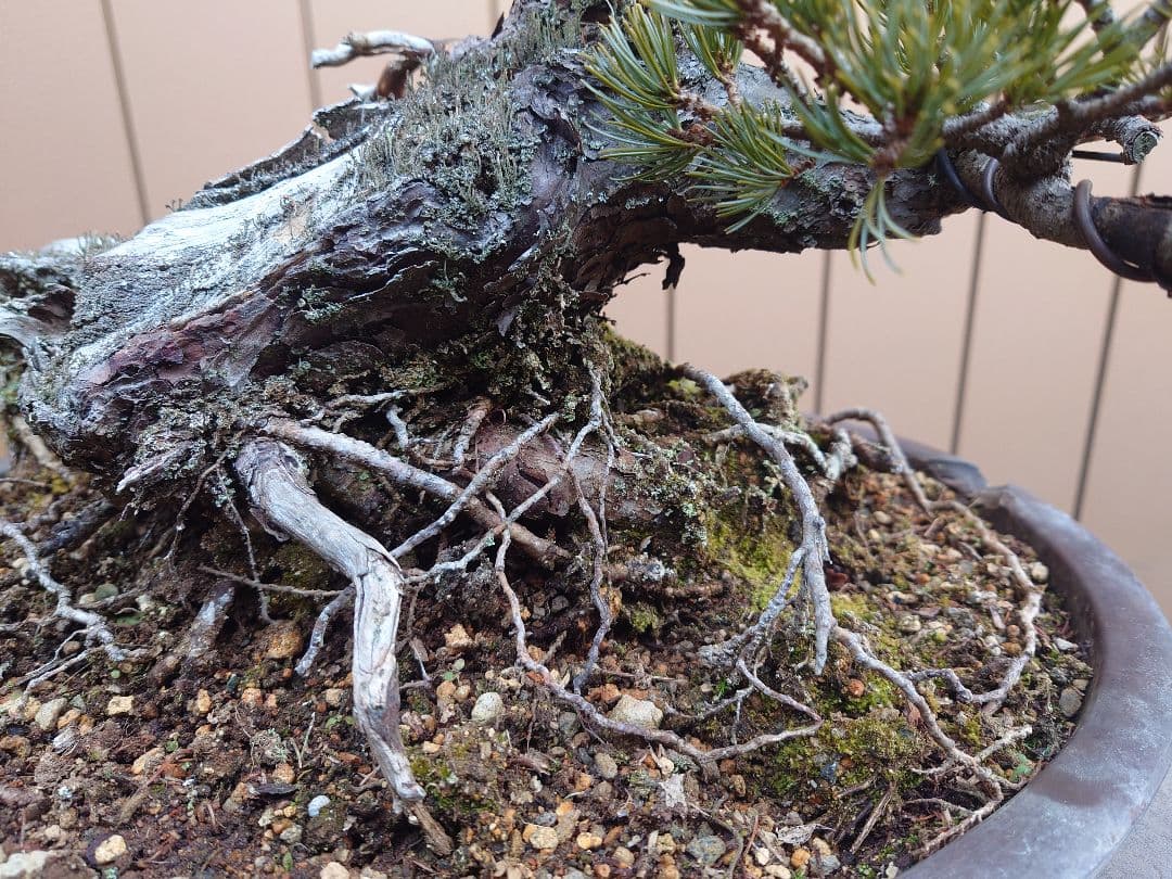 盆栽　那須娘　五葉松　樹高36cm