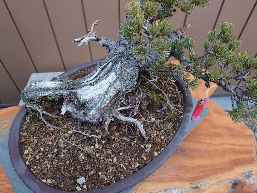 盆栽　那須娘　五葉松　樹高36cm