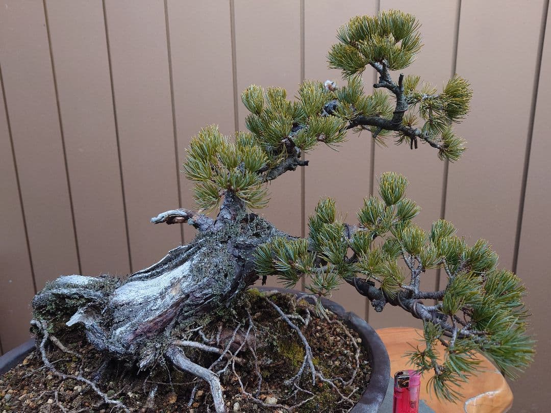 盆栽　那須娘　五葉松　樹高36cm