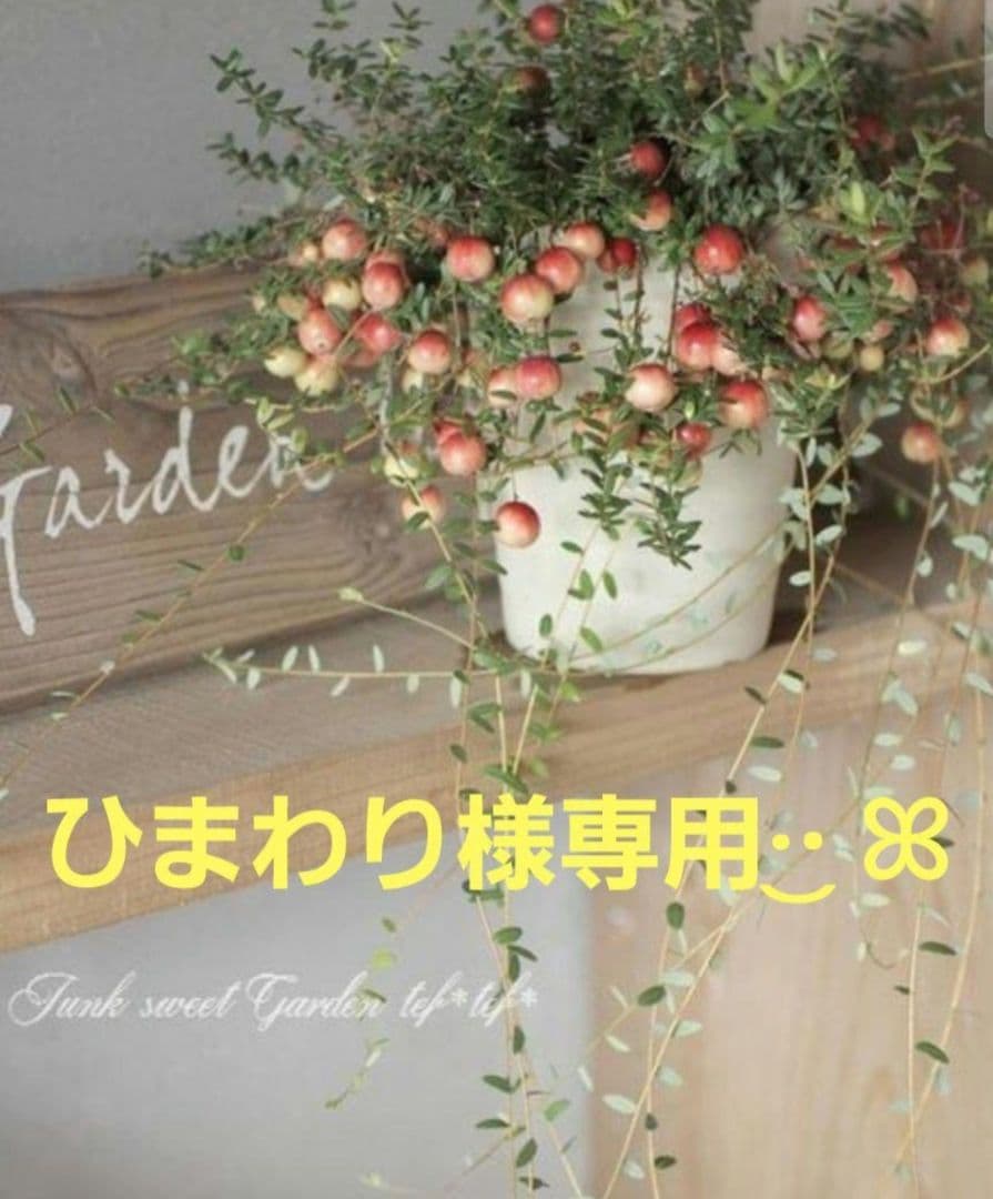 ひまわりページです•*¨*•.¸¸☆