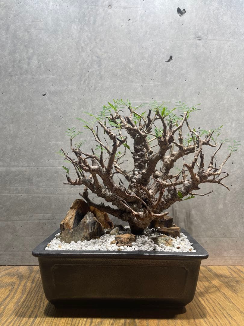 【*】様 センナメリディオナリス　実生