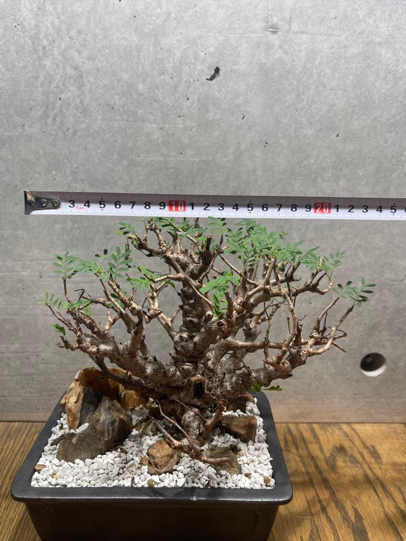 【*】様 センナメリディオナリス　実生