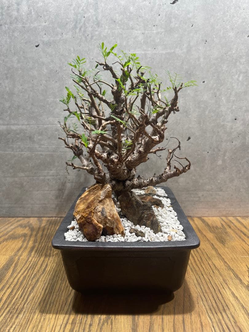 【*】様 センナメリディオナリス　実生