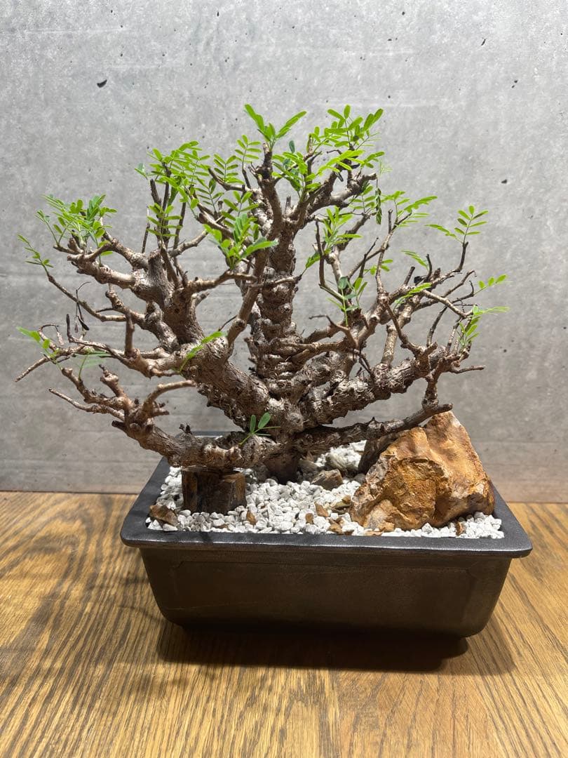 【*】様 センナメリディオナリス　実生