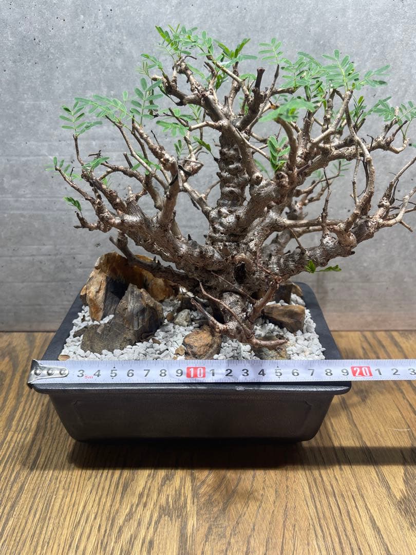 【*】様 センナメリディオナリス　実生