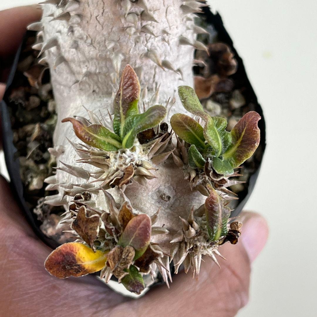 ぽ*け様 J136パキポディウム デンシカウレ 恵比寿大黒 実生 小葉 8年の古