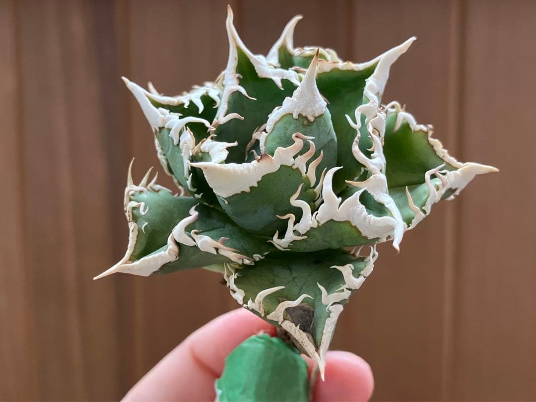 H*C様 【オークション】②選抜　太棘　子株付き　アガべ　チタノタ　白豪刺　TC