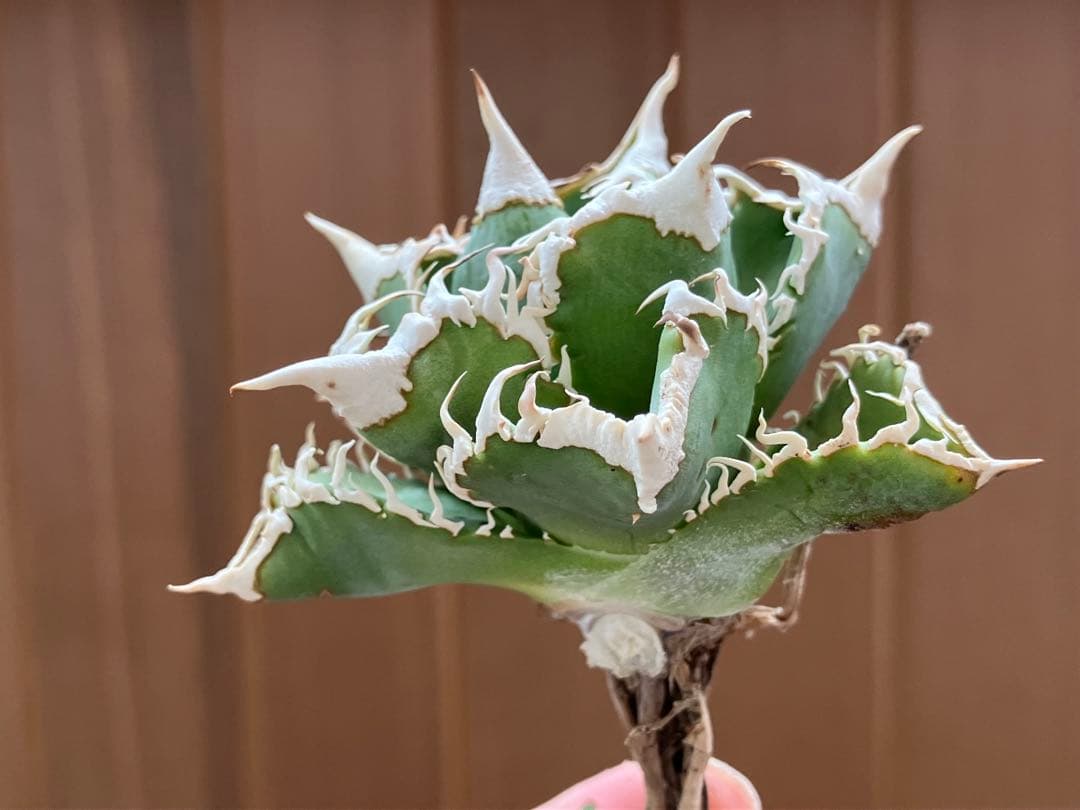 H*C様 【オークション】②選抜　太棘　子株付き　アガべ　チタノタ　白豪刺　TC