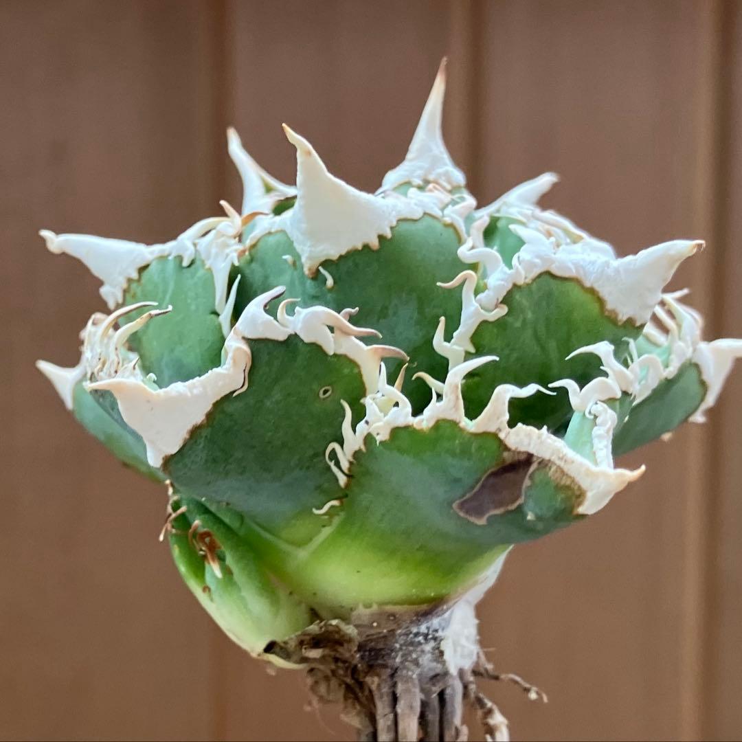 H*C様 【オークション】②選抜　太棘　子株付き　アガべ　チタノタ　白豪刺　TC