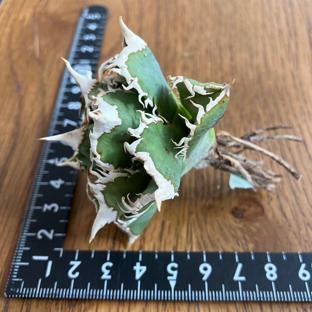 H*C様 【オークション】②選抜　太棘　子株付き　アガべ　チタノタ　白豪刺　TC