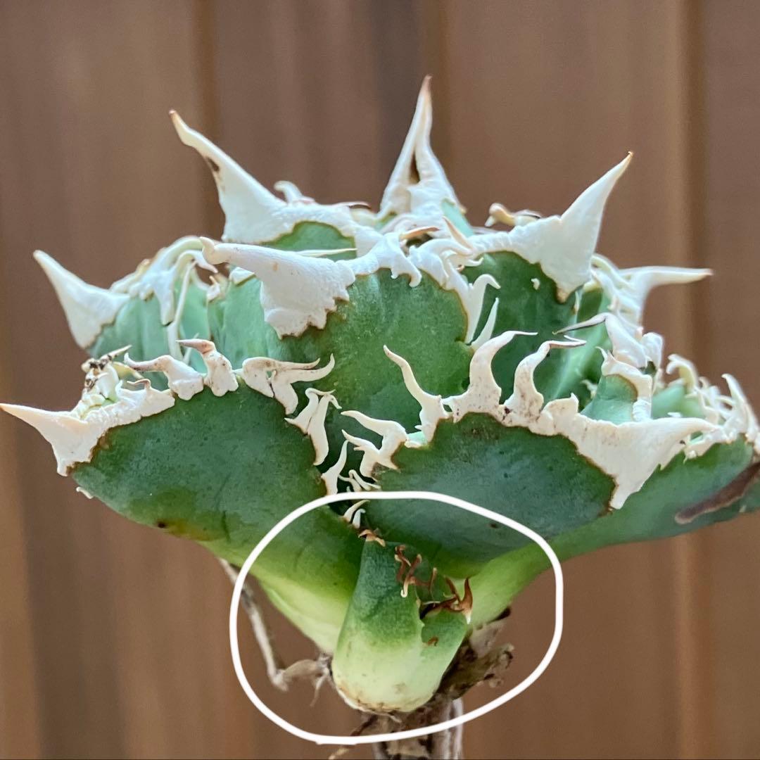 H*C様 【オークション】②選抜　太棘　子株付き　アガべ　チタノタ　白豪刺　TC