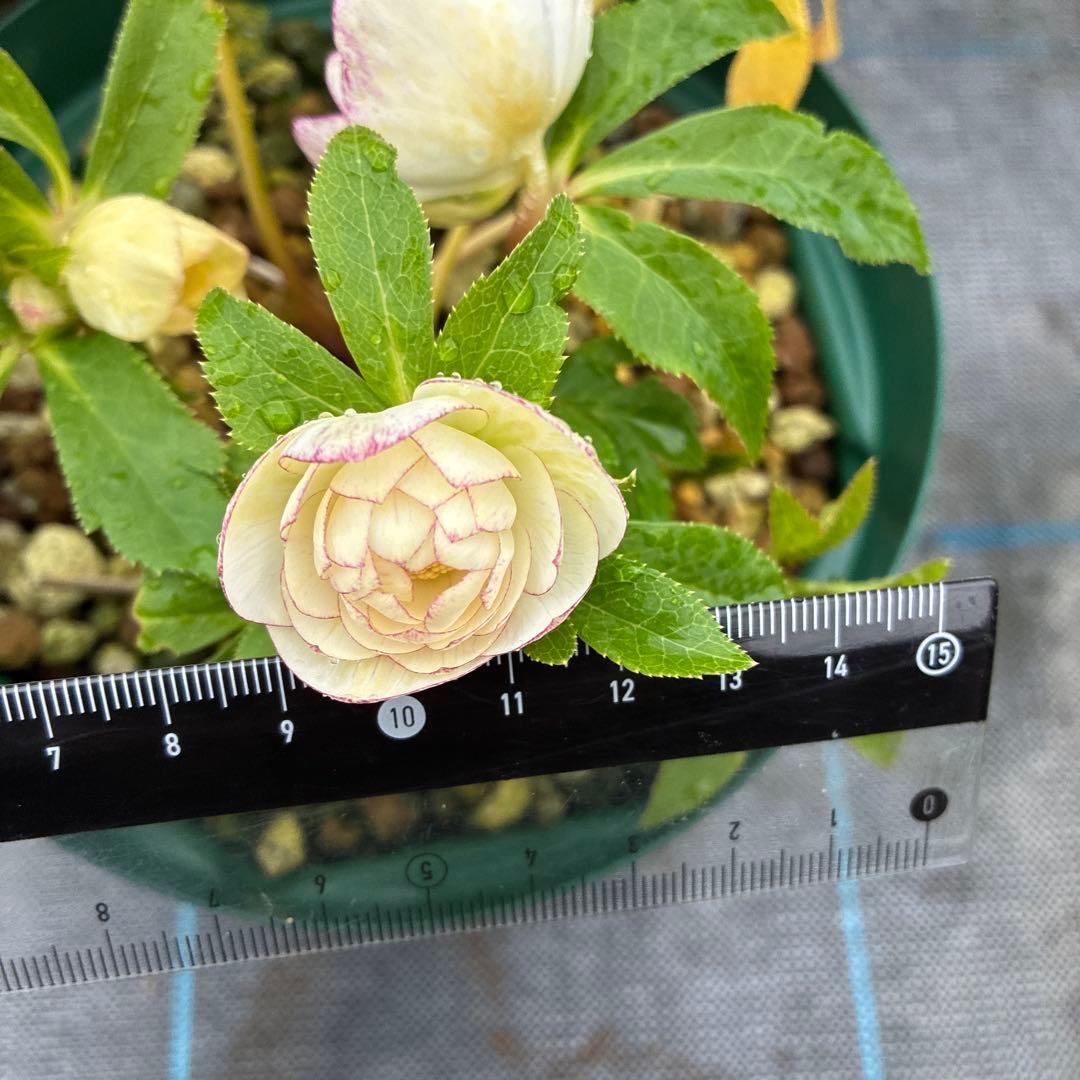 フラメンコママさん専用　2点