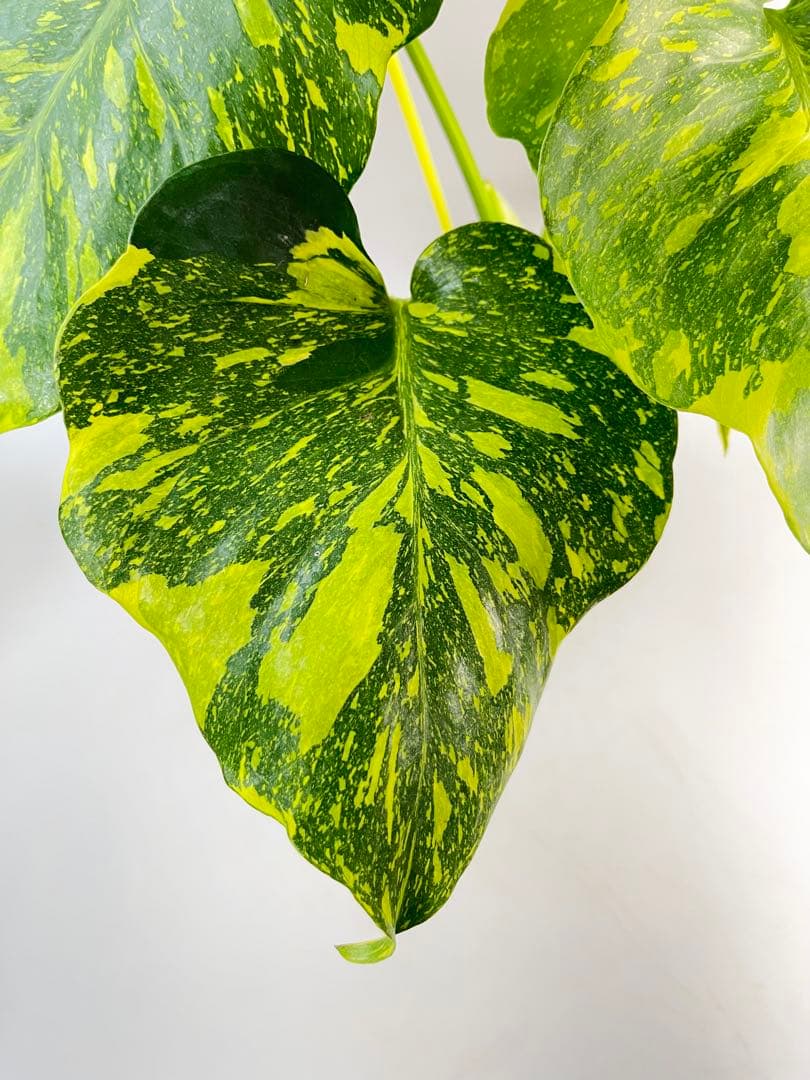 Monstera Electrolyteモンステラ エレクトロライト　②